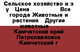 Сельское хозяйство и з/у › Цена ­ 2 500 000 - Все города Животные и растения » Другие животные   . Камчатский край,Петропавловск-Камчатский г.